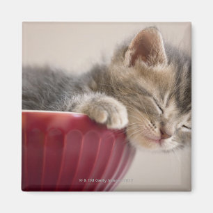 Aimant Kitten Dormir au bol
