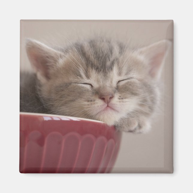 Aimant Kitten Dormir Dans Un Bowl (Devant)