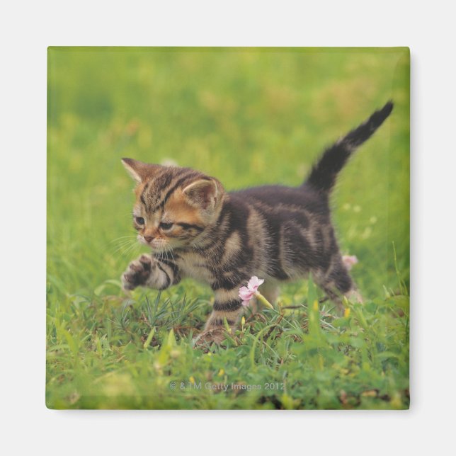 Aimant Kitten explorant la pelouse (Devant)