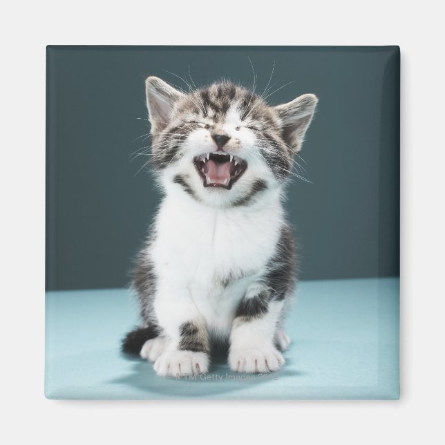 Aimant Kitten mewing (Devant)