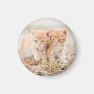Aimant Kitten, Rouge, Deux