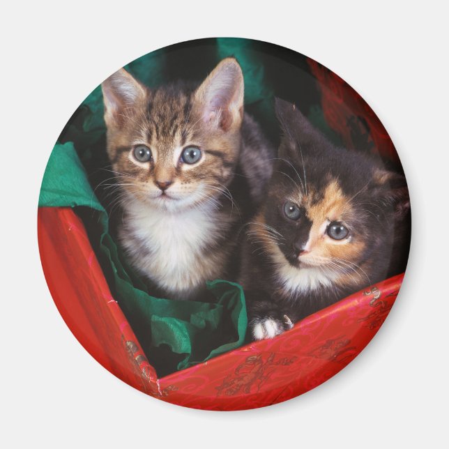 Aimant Kittens de Noël (Devant)