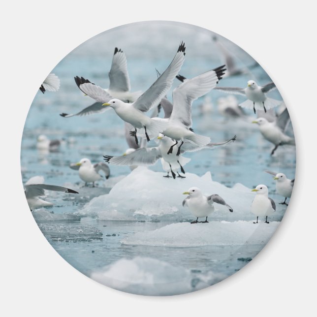 Aimant Kittiwakes volant (Devant)