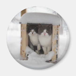 Aimant Kitts-neiges