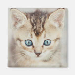 Aimant Kitty observé par bleu