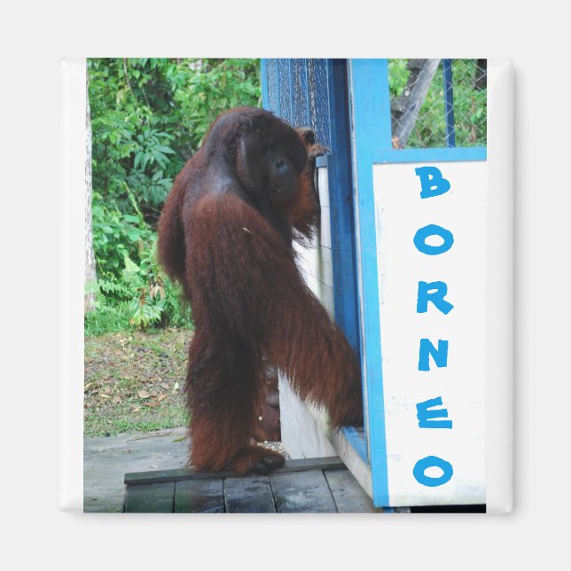 Aimant Knock Quartier Amis Borneo (Devant)