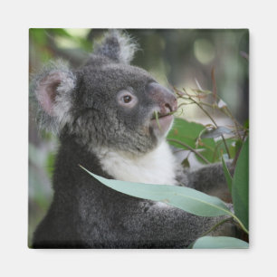 Aimant Koala