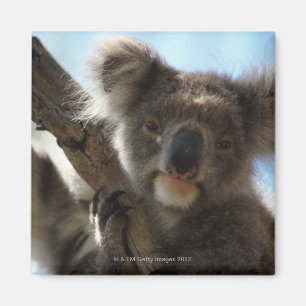 Aimant koala