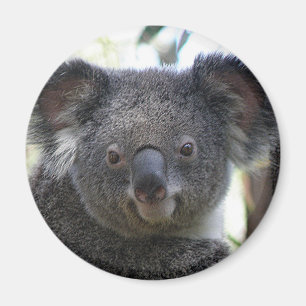 Aimant Koala Australie Photo ZIZZAGO