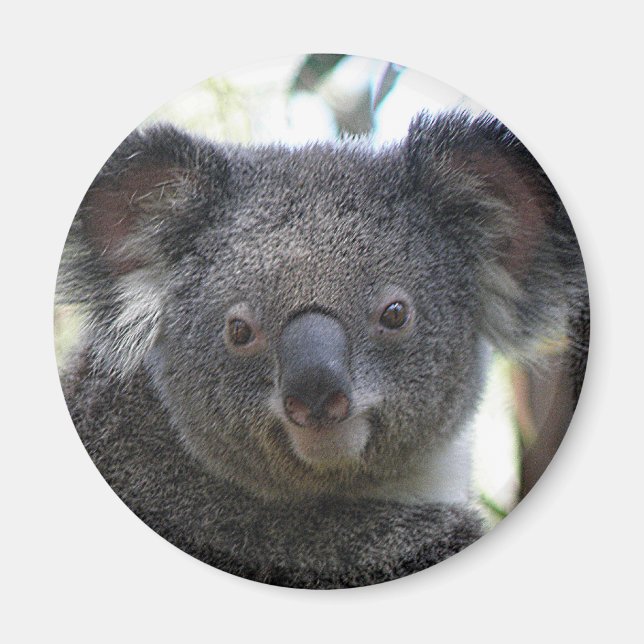 Aimant Koala Australie Photo ZIZZAGO (Devant)