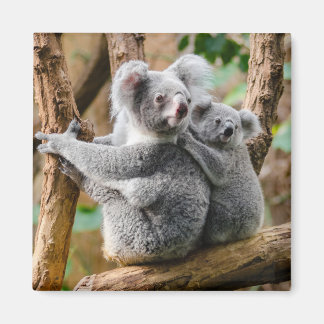 Aimant Koala avec bébé dans un arbre en Australie