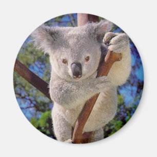 Aimant Koala Bear