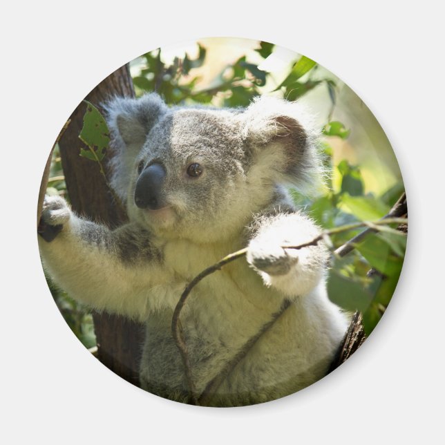 Aimant Koala bébé incroyablement mignon dans un arbre (Devant)