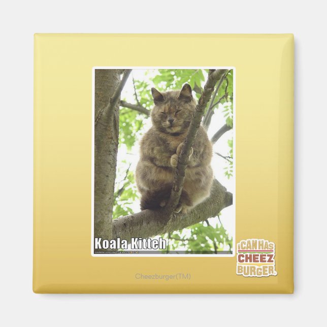 Aimant Koala Kitteh (Devant)