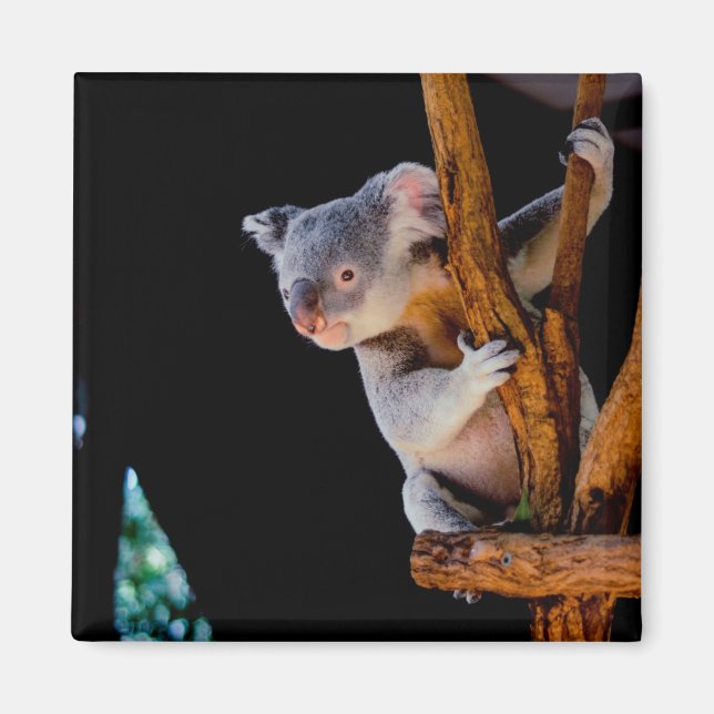 Aimant Koala mignon dans un arbre gris (Devant)