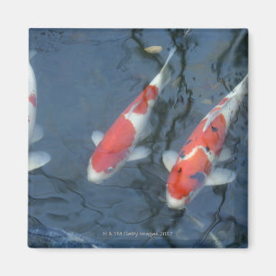 Aimant Koi carpe dans l'étang, vue en grand angle