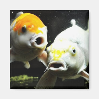 Aimant Koi Photographie