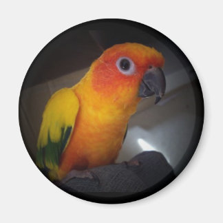 Aimant kojo la conure solaire - Customisée