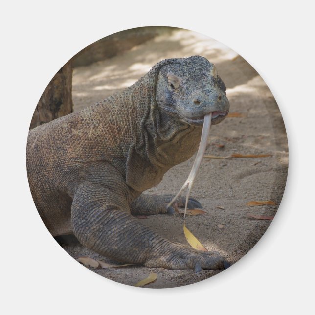 Aimant Komodo Dragon Licking (Devant)