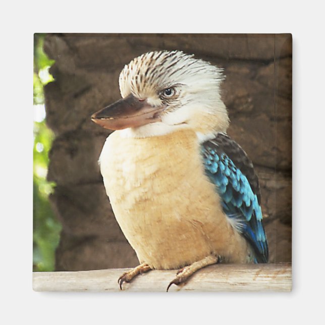 Aimant Kookaburra (Devant)
