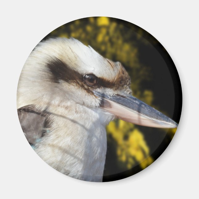 Aimant Kookaburra, aile bleue australienne, (Devant)