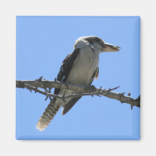 Aimant Kookaburra australien (Devant)