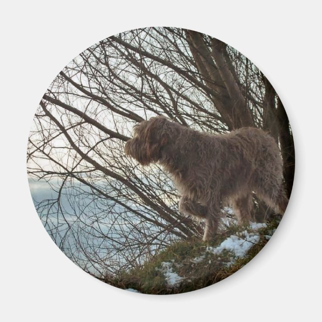 Aimant Korthals Griffon - Tsjip pointant (Devant)