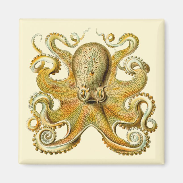 Aimant Kraken vintage, Octopus Gamochonia, Ernst Haeckel (Devant)