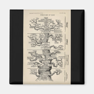 Aimant L'"arbre de vie" d'Ernst Haeckel