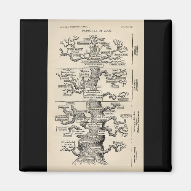 Aimant L'"arbre de vie" d'Ernst Haeckel (Devant)