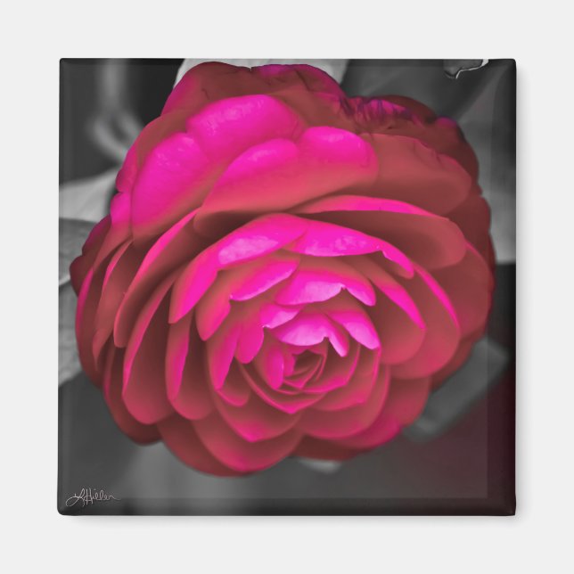 Aimant La Camélia rose  (Devant)