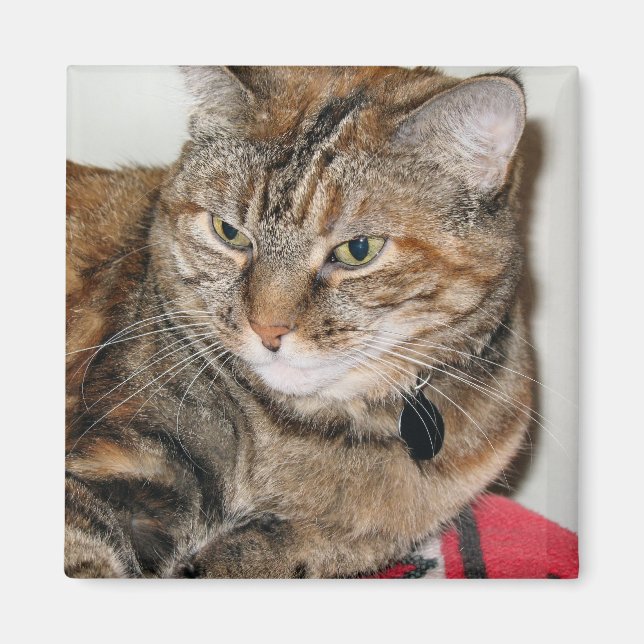 Aimant La cannelle du chat (Devant)