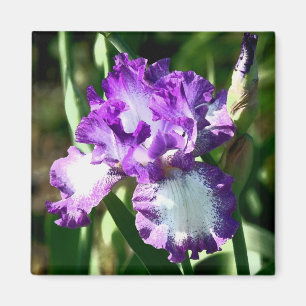 Aimant La chanson de Jessie