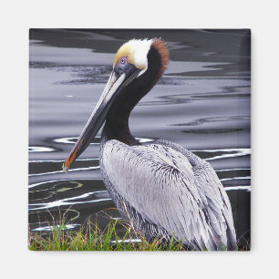 Aimant La colle de pélican