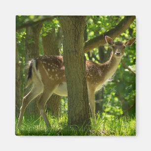 Aimant La faune Le cerf en jachère dans la forêt parmi le