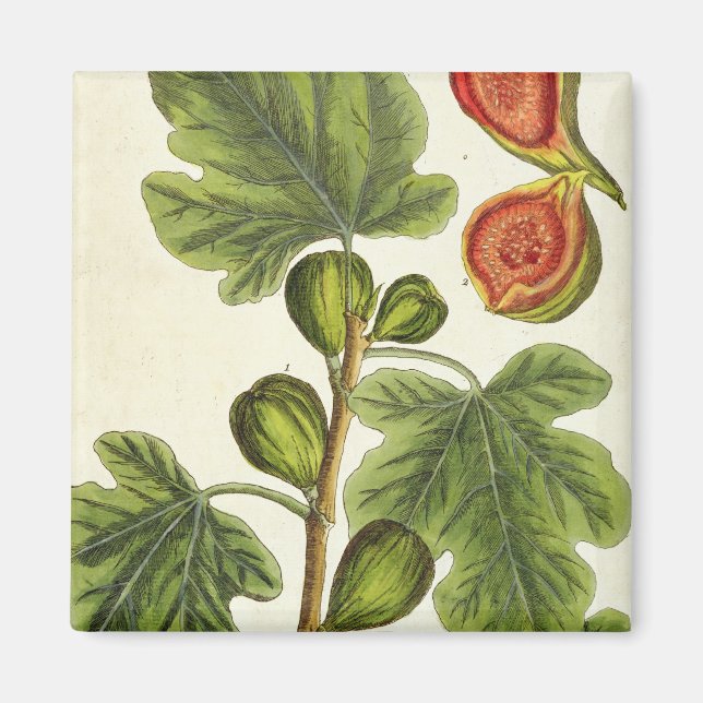 Aimant La Fig Tree, plate 125 from 'A Curious Herbal', p (Devant)
