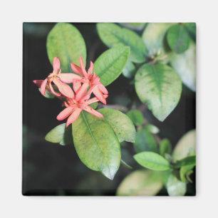 Aimant La fleur de corail exotique tropicale, Kew fait du