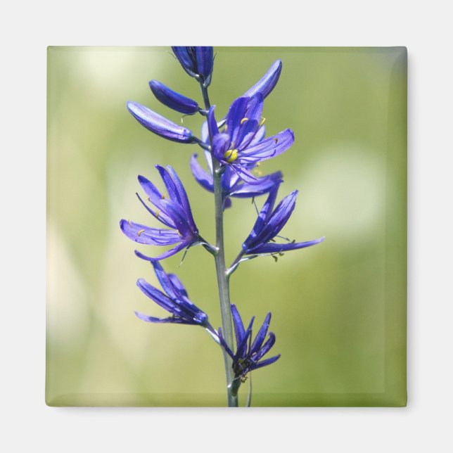 Aimant La fleur d'un lis camas dans le comté de Valley, (Devant)