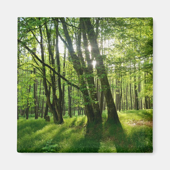 Aimant La forêt au printemps (Devant)
