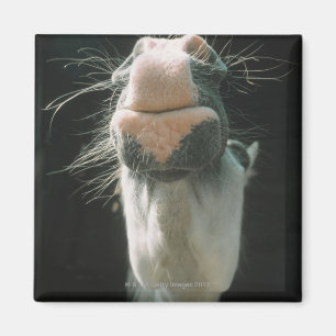 Aimant La Grande-Bretagne