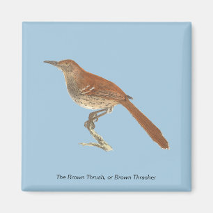 Aimant La Grive Brown ou le Trasher Brown, New York Birds