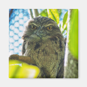 Aimant La Hulotte n'est pas un hibou