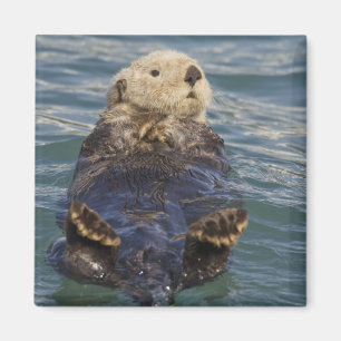 Aimant La loutre de mer joue sur les icebergs à Surprise