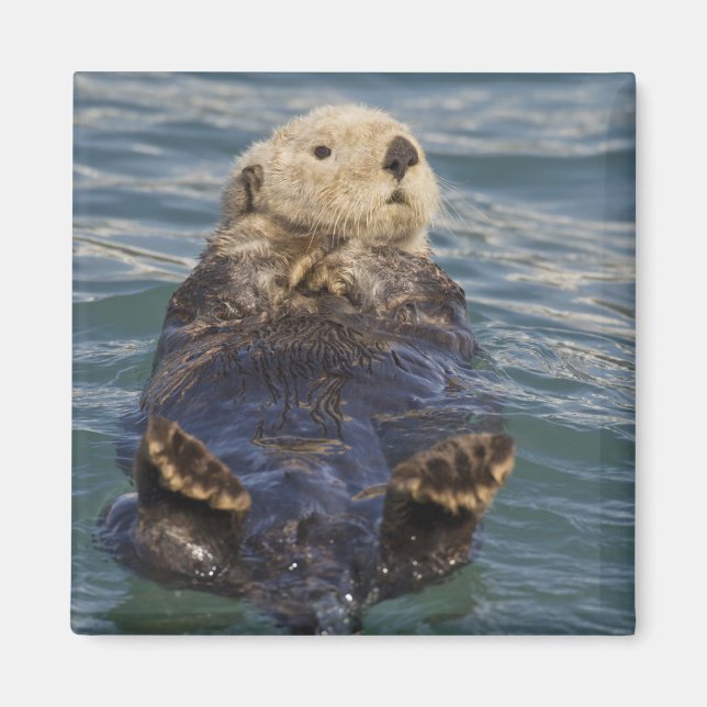 Aimant La loutre de mer joue sur les icebergs à Surprise  (Devant)