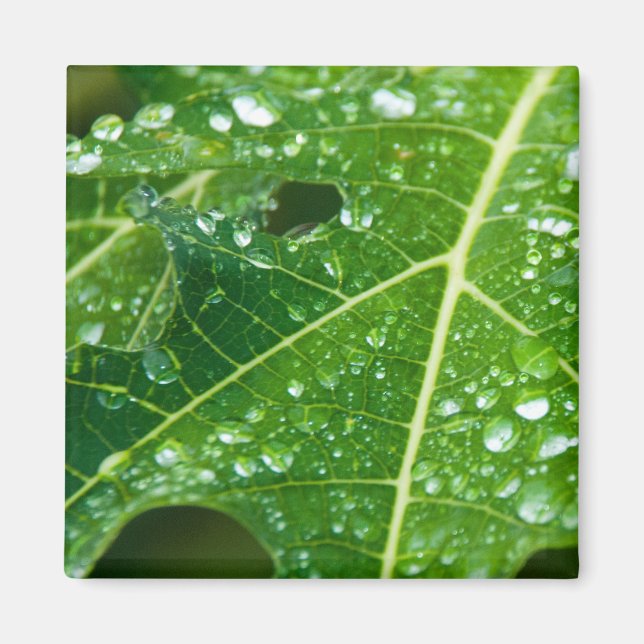 Aimant La pluie tombe sur la feuille de Papaya vert tropi (Devant)