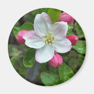 Aimant La pluie tombe sur une petite fleur