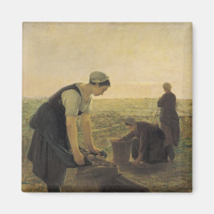 Aimant La récolte de pomme de terre