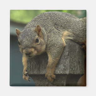 Aimant La Reine Eleanor du royaume pacifique