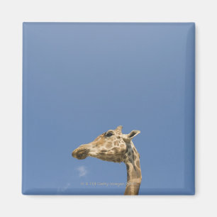 Aimant La tête de la girafe