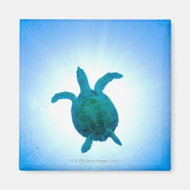 Aimant La tortue de mer nageant sous l'eau (Devant)